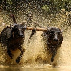 Munnar Tea Tasting And National Park Tour 